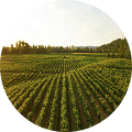 Circular photo with aerial view of an agricultural field with evenly spaced rows of crops, surrounded by trees under a lightly clouded sky.